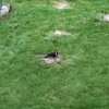 Pileated Woodpecker.jpg