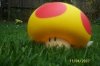 Mushroom Pic.jpg