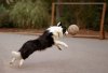 soccer-dog.jpg