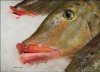 fish lips.jpg