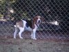 Bandit in fence 00013.JPG