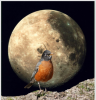 Moon.png