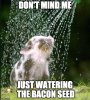 watering bacon seed.jpg