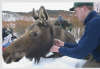 Moose colar.png