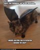 16b7909cdaada4153110763d1e98d490--vacation-meme-funny-kitties.jpg