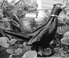 SOTD 7 Oct 2017.jpg