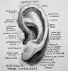 anatomy of the ear.jpg