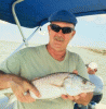 A Red fish.gif