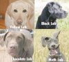 Labs.jpg