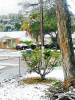 Blizzard of 17 in LC.gif