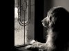 1513813634879dog-waiting1.jpg