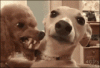 4E870C3C-6526-4291-A341-7B00C9661E85.gif