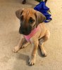 lil_lyla.jpg