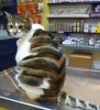 cattread.jpg