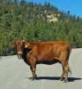 Cow Pic.jpg