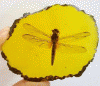 yo219.GIF