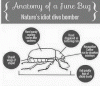 June Bug.gif