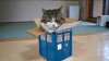 CatTardis.png