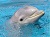 Flipper.jpg