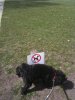 Dog.jpg