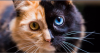 Cat Star trek .png