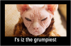 Cat grumpiest.png