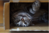 catinbox.png