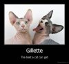 demotivation.us_Gillette-The-best-a-cat-can-get.jpg