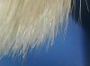 boar split ends on brush (2).jpg