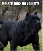 Dogfunnysit.png