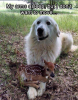 Dogand deer.png