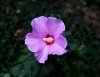 Flower.jpg