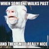 goat smell.jpg