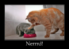 Cat nerd.png