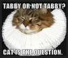 Catpuntabby.png