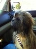 wookiedog.jpg