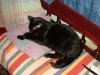 Petey - sulking after being told to get his nose out of the photographs he was supervising.jpg