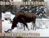 Moosefunnycat.png