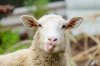 Stupid Sheep.jpg