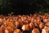 Red Heads.jpg