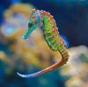 rainbow seahorse.jpg