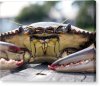 crab face.jpg