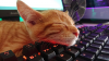 Catsleep.png