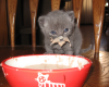 Catmessystache.png