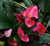 RedFlower.jpg