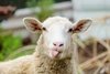 small stupid sheep.jpg