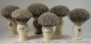 Brushes for sale.jpg
