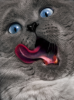 cat_hairball-726482.png
