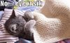 kitty.jpg