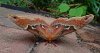 Moth_2.jpg